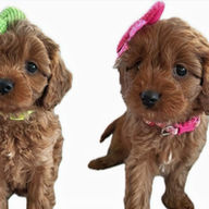 Modernk9breeders.com